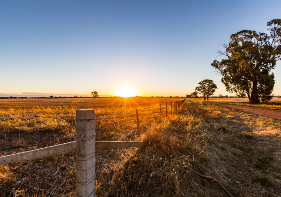An image of the horizon with a sun setting with trees along a dirt road with a wire fence and long grass