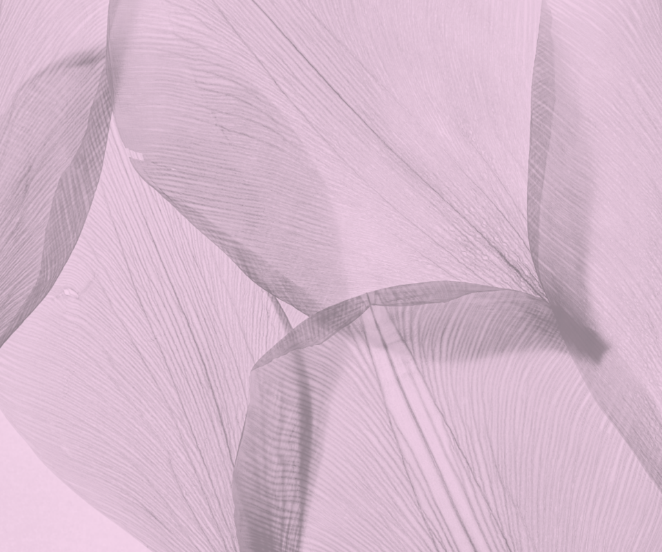 An image of an abstract flower petal graphic