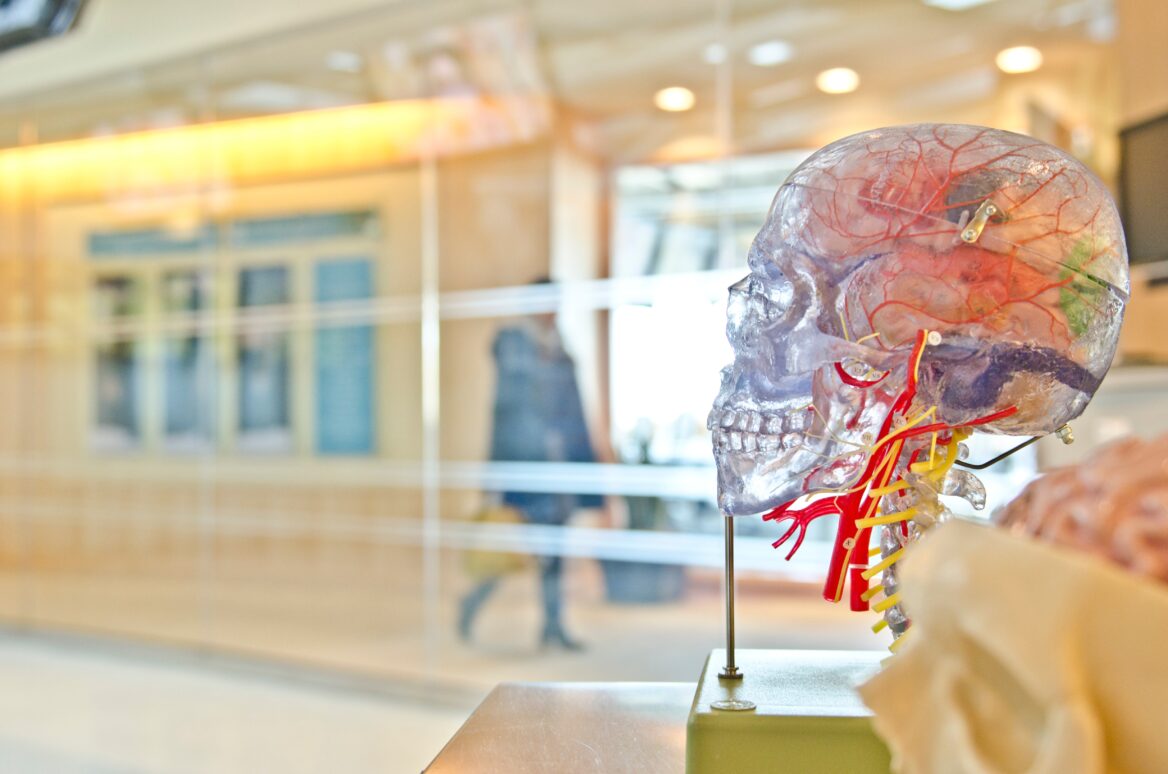 "Transparent anatomical model of a human head and brain showing internal structures like blood vessels and nerves, set against a blurred indoor background with a person walking by."