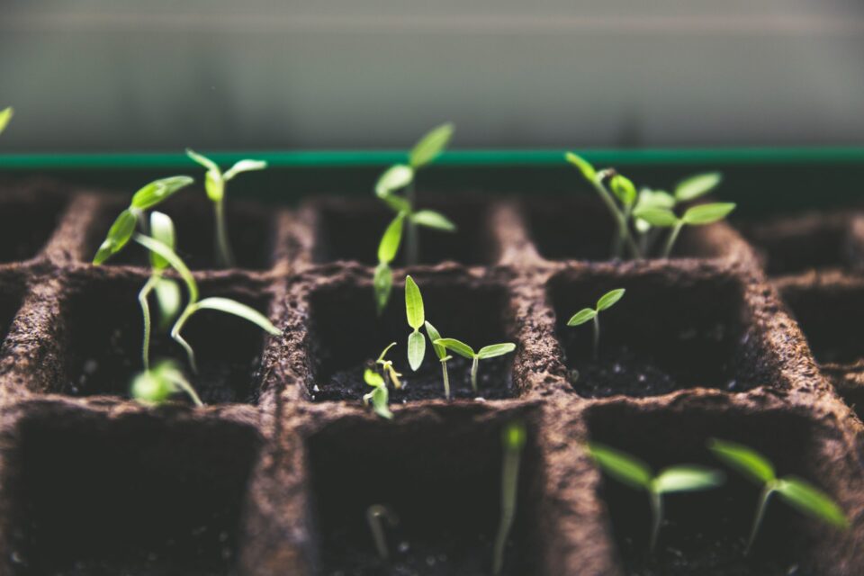Seedlings growing from a planter box
